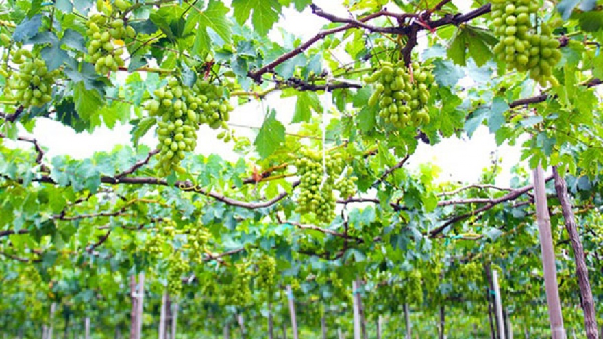 Ba Moi’s vineyard in Ninh Thuan