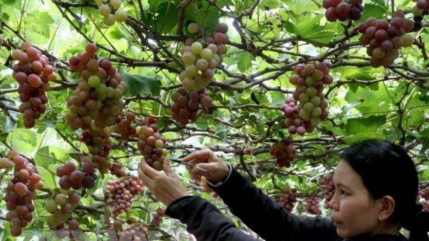 Agri-tourism development – inevitable trend