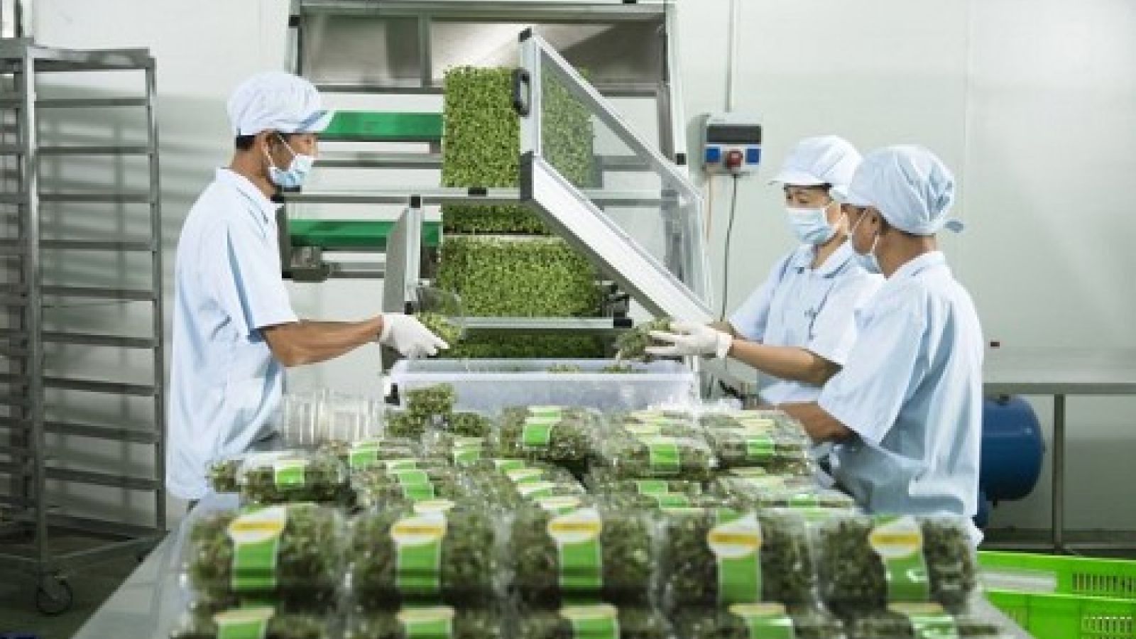 Vietnam’s Vingroup debuts greenhouse veggies