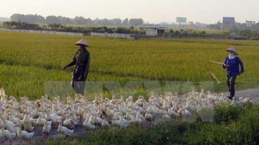 A/H5N6 avian flu virus found in Nam Dinh