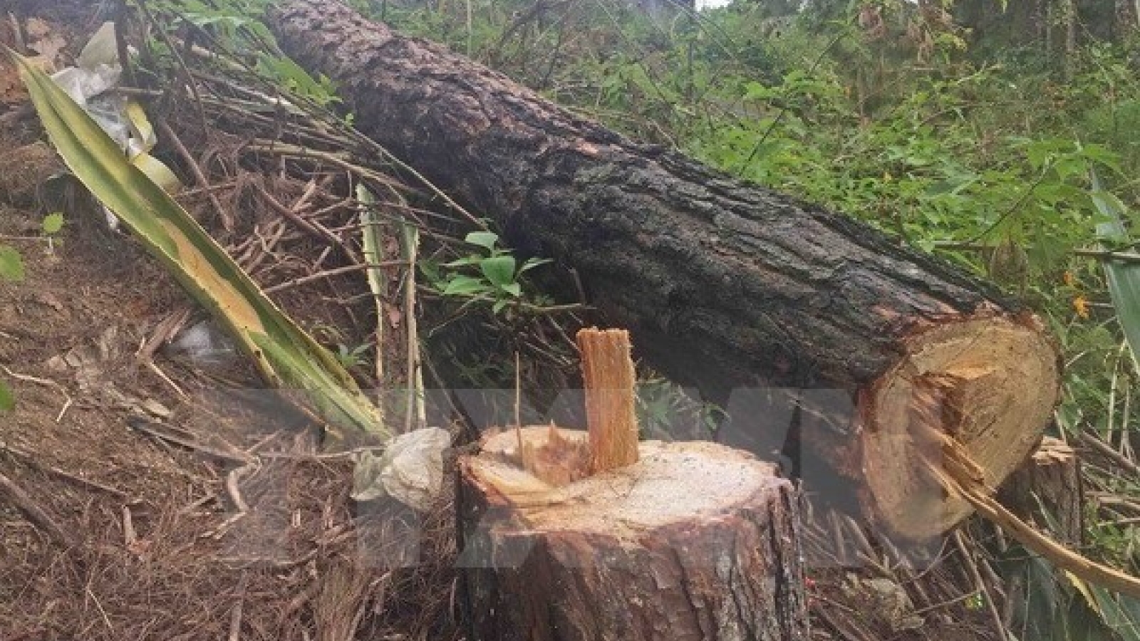 Dak Nong official held for violating forest regulations