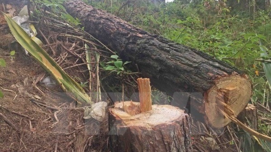 Dak Nong official held for violating forest regulations