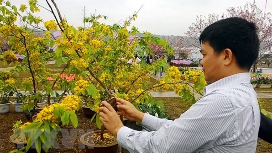Cherry blossom - yellow ochna flower festival to open in Quang Ninh