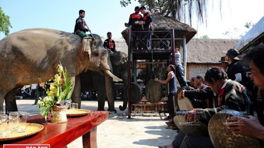 Flow of tourists to Dak Lak surges 20% during Tet