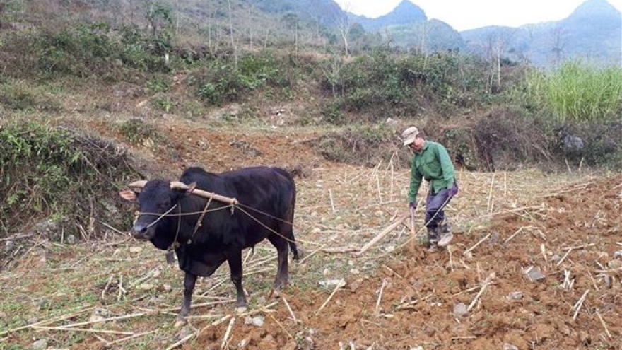 More rice allocated for needy people ahead of Tet