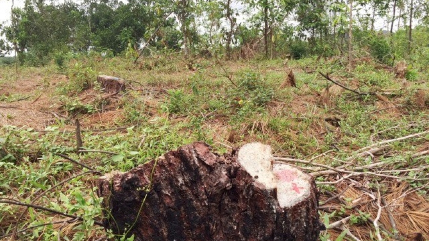 Pine forest cut down, local administration doesn’t notice