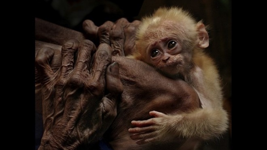 Vietnamese photographers win international awards
