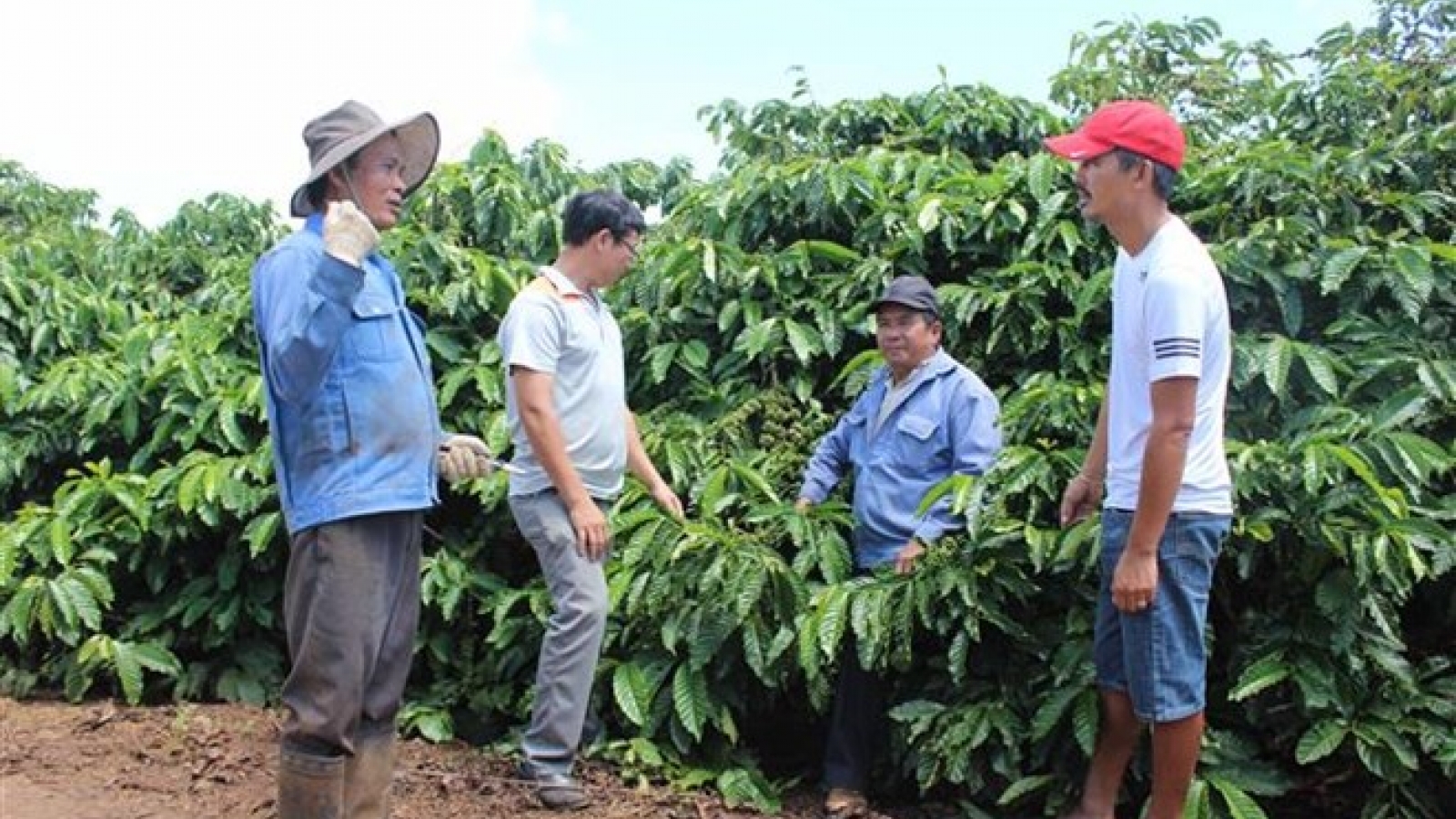 Lam Dong to host first Vietnam Coffee Day