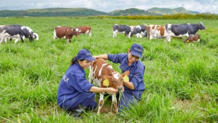 Vinamilk to build four hi-tech dairy farms in Thanh Hoa