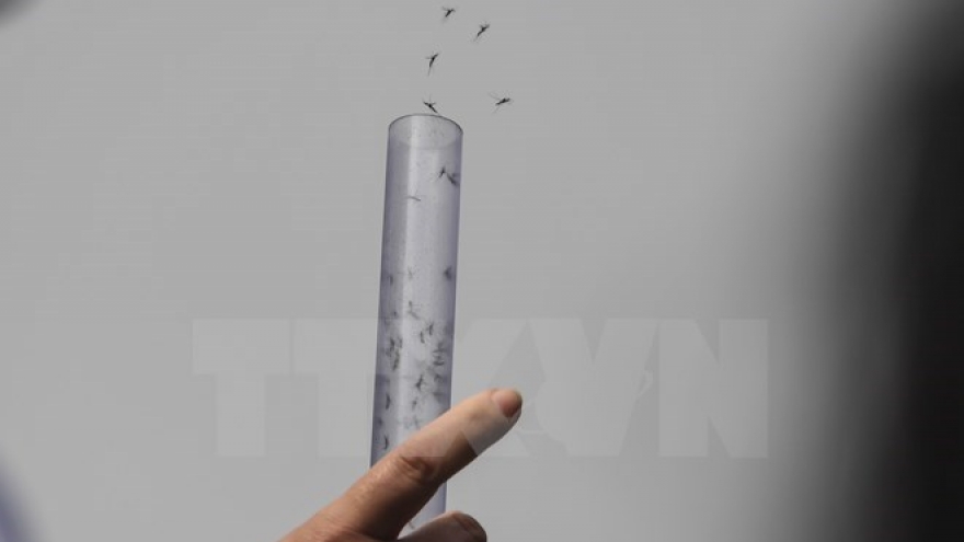 Vietnam plans to release more anti-dengue mosquitoes into wild