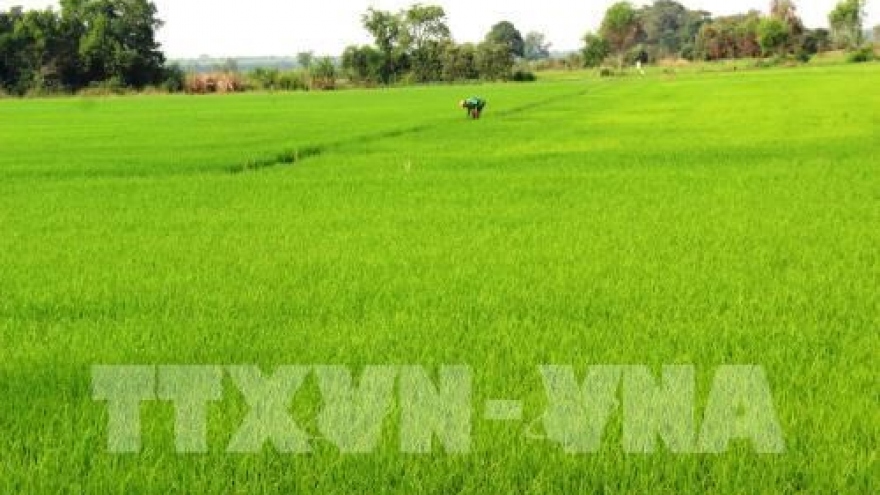 Hau Giang to experiment RoK bio-products on rice