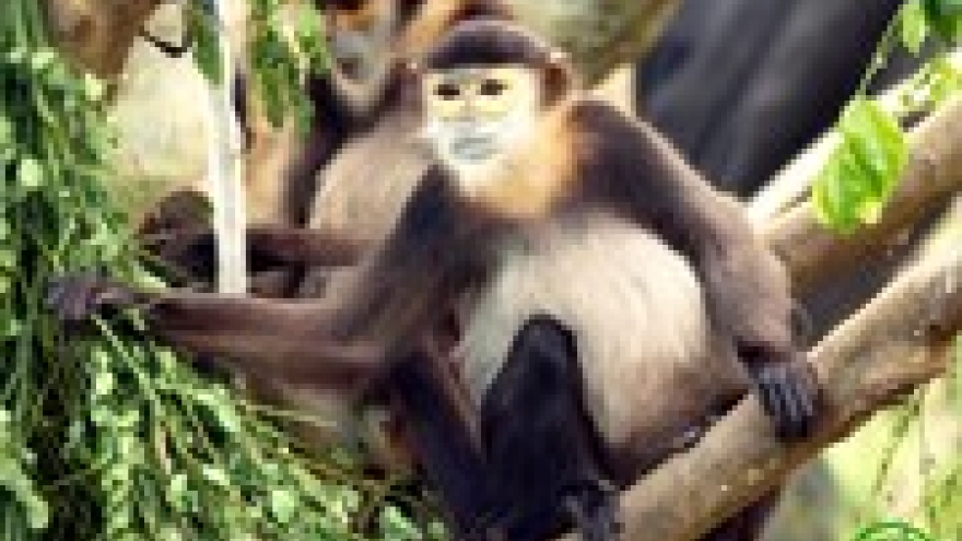 Threatened langur species found in Dong Nai province