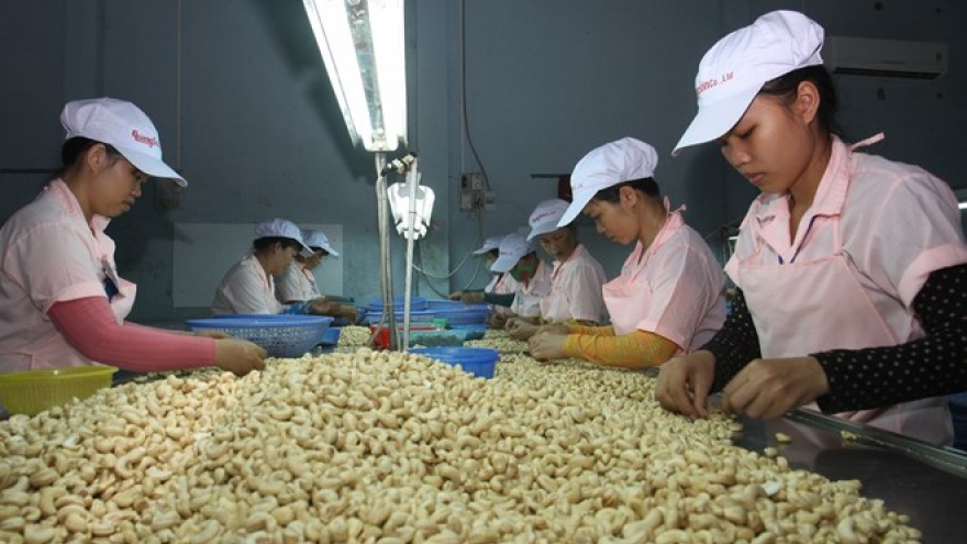 Material supply matters to cashew industry of Vietnam
