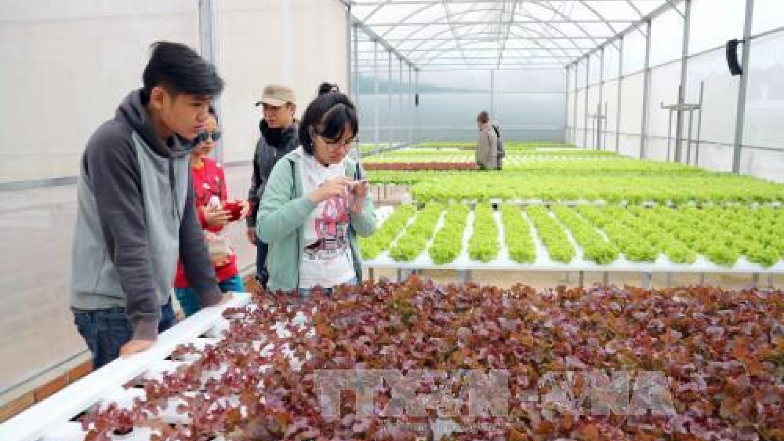 Lam Dong to set up 11 sustainable agriculture production chains