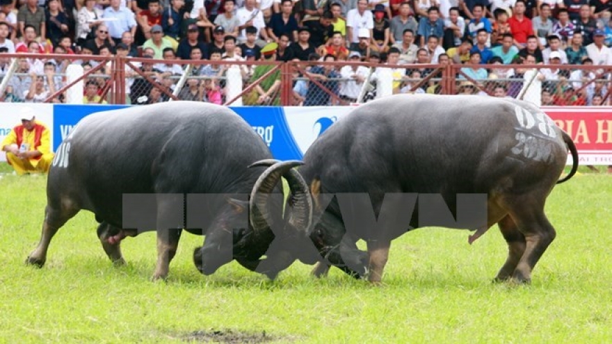 Do Son buffalo festival should be protected: experts