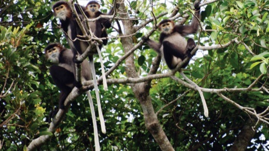 Dong Nai province moves to protect black-shanked douc langurs