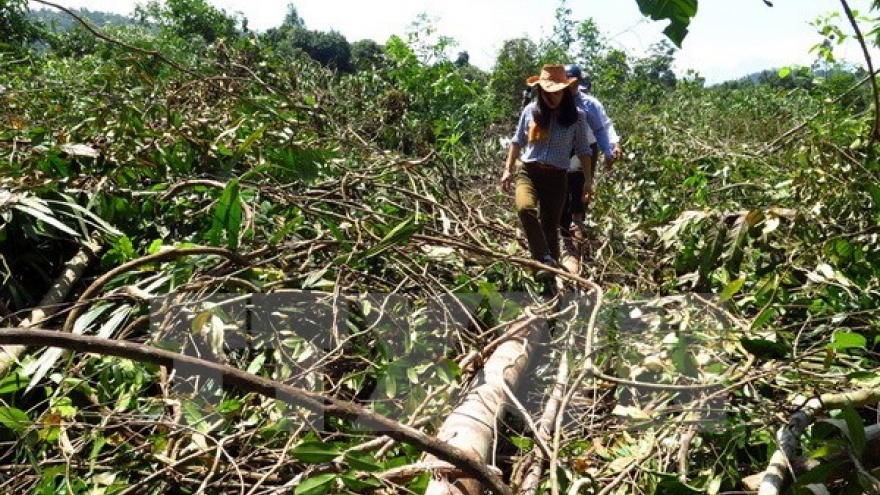 Halt proposed to projects linked to forest land use change in Phu Yen