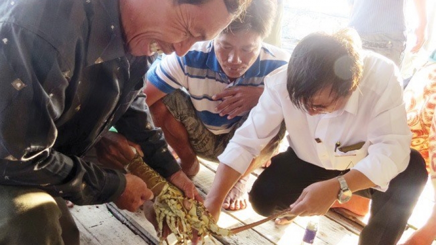 Fishing village builds fortune from lobsters