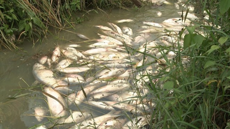 Quang Ngai investigates massive fish deaths