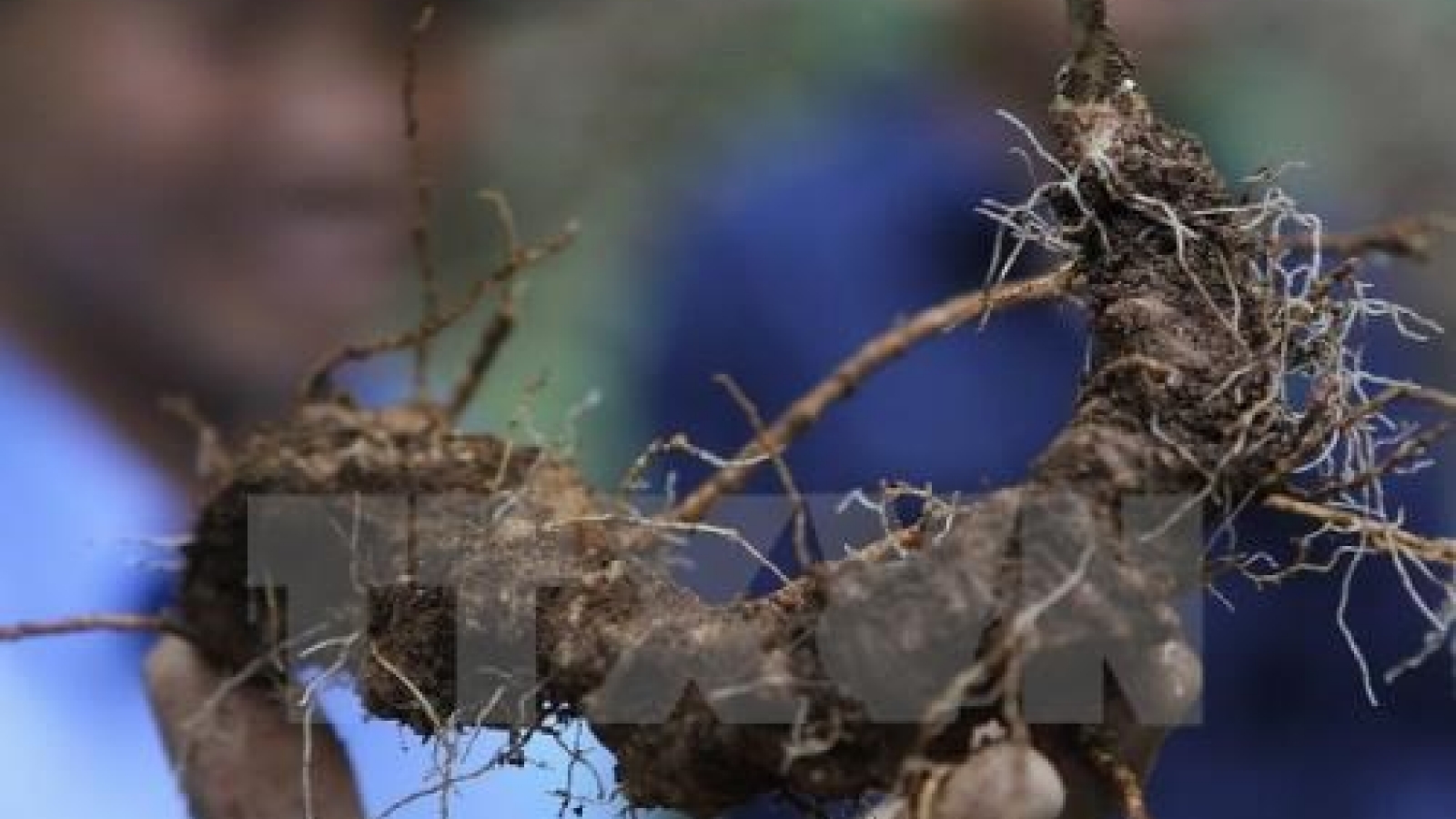 Kon Tum approves project to grow over 4,600ha of Ngoc Linh ginseng
