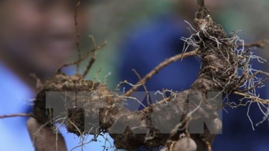 Kon Tum approves project to grow over 4,600ha of Ngoc Linh ginseng