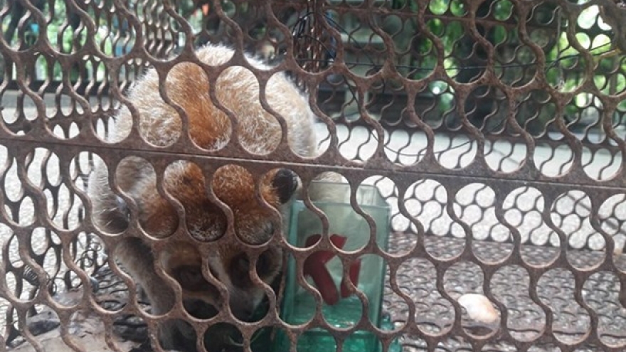 Conservation centre receives pygmy loris