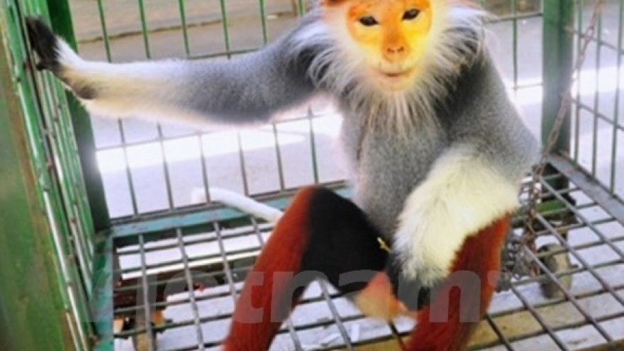Rare primate handed over to Cuc Phuong park