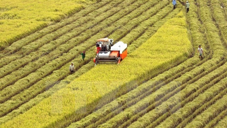 Huge potential for Vietnam’s rice exports to Singapore