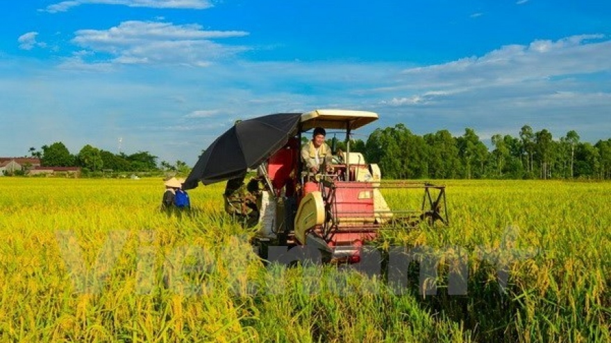 Vietnam to reform rice production, improve exports