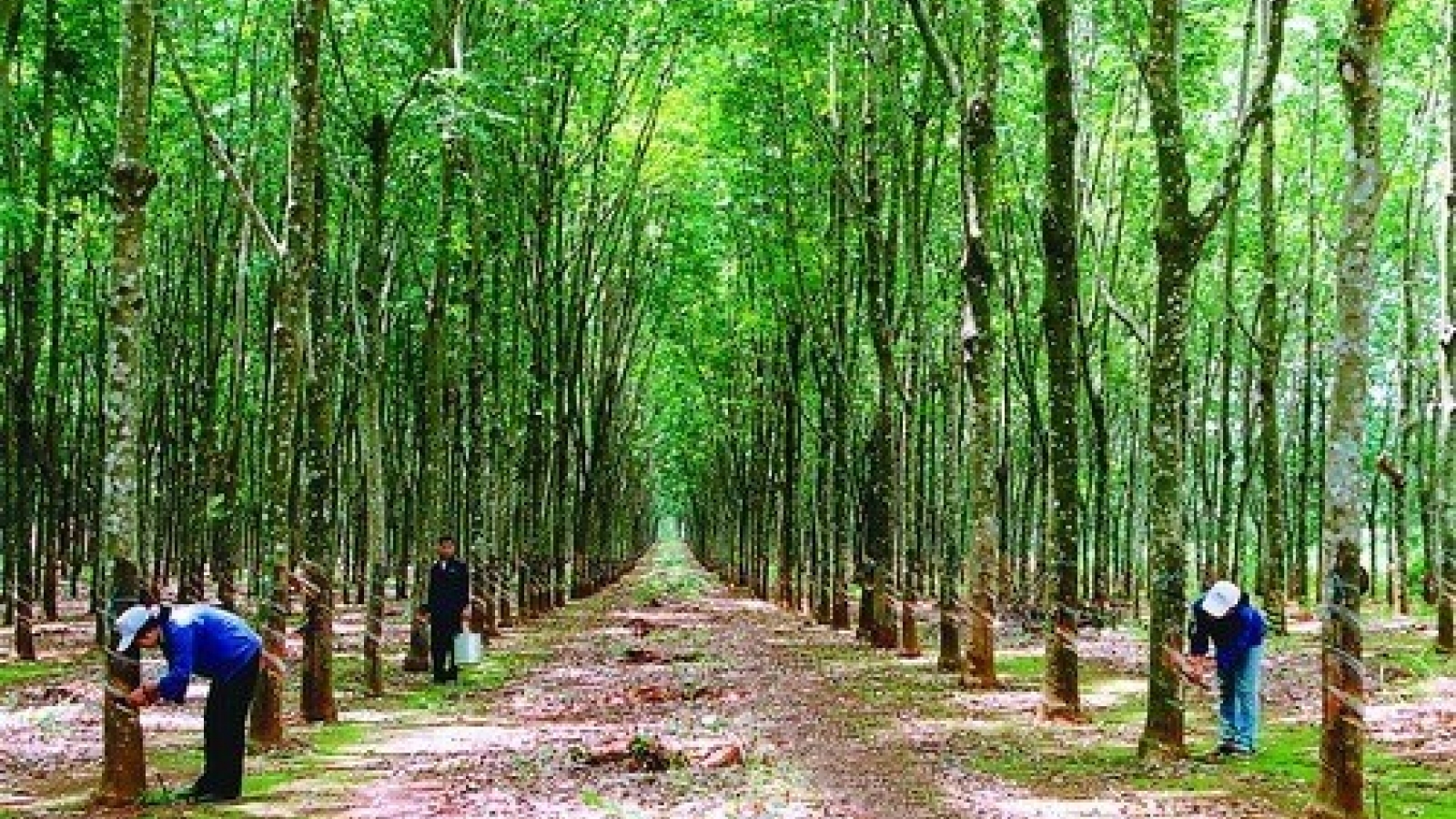 Vietnam Rubber Group targets US$1.76 billion in revenue
