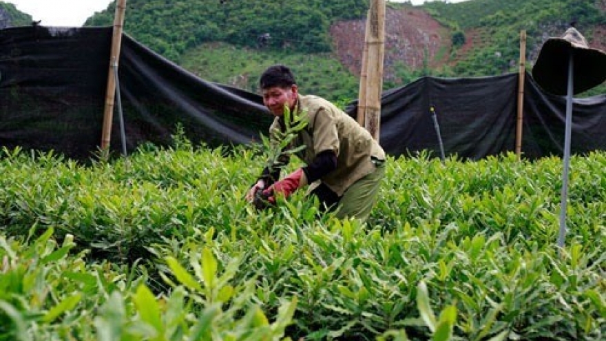 Rural areas – potential market for enterprises: Nielsen Vietnam