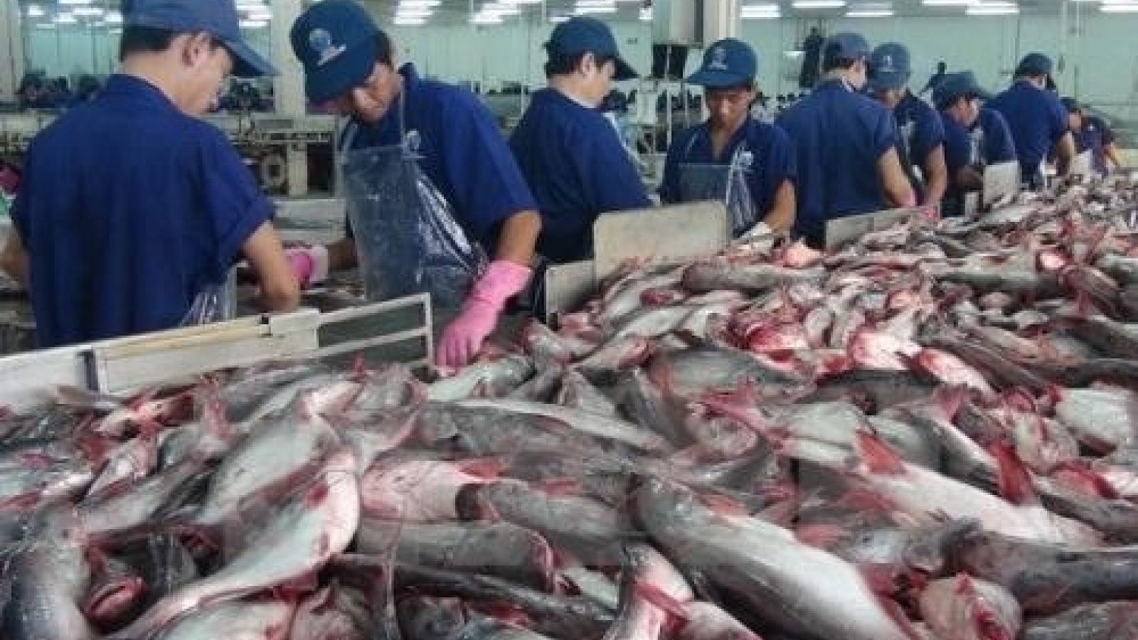 VN firms seek markets for tra fish