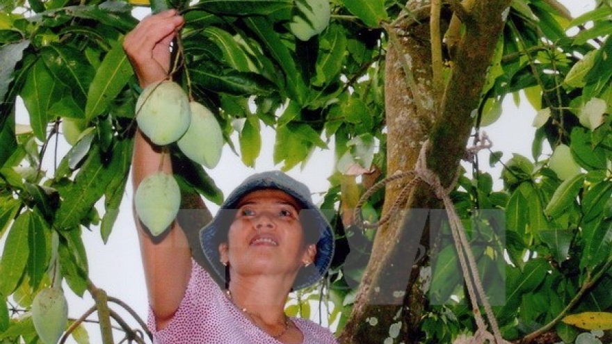 Son La-grown green mango to be shipped to Australia
