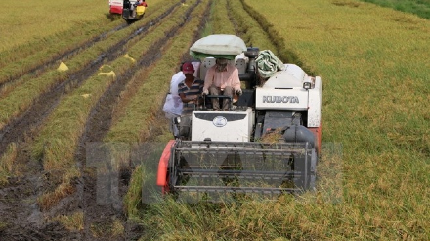 Glutinous rice exports to China slowing down