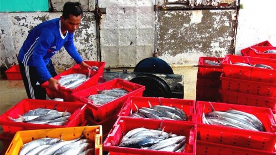 Tien Giang’s fishermen enjoy bumper catch