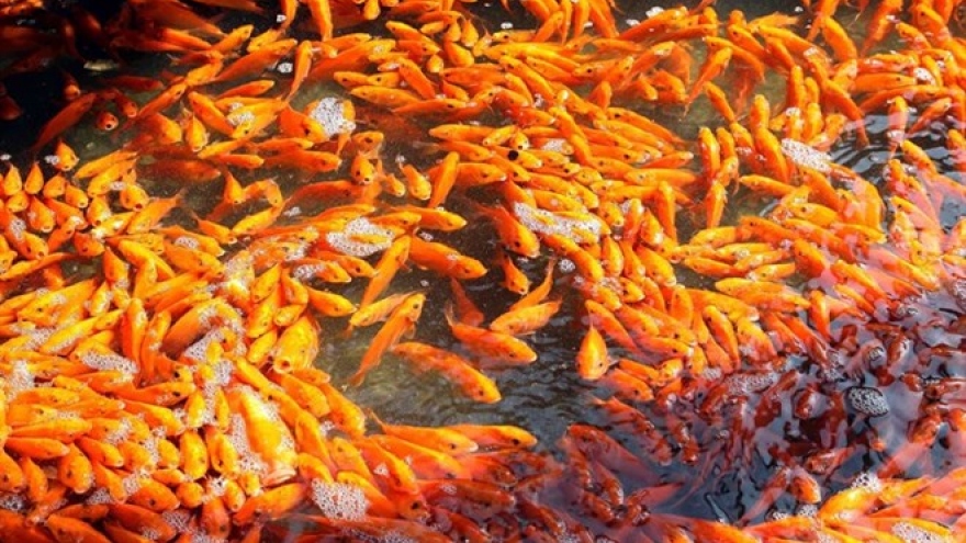Business blooms at carp village