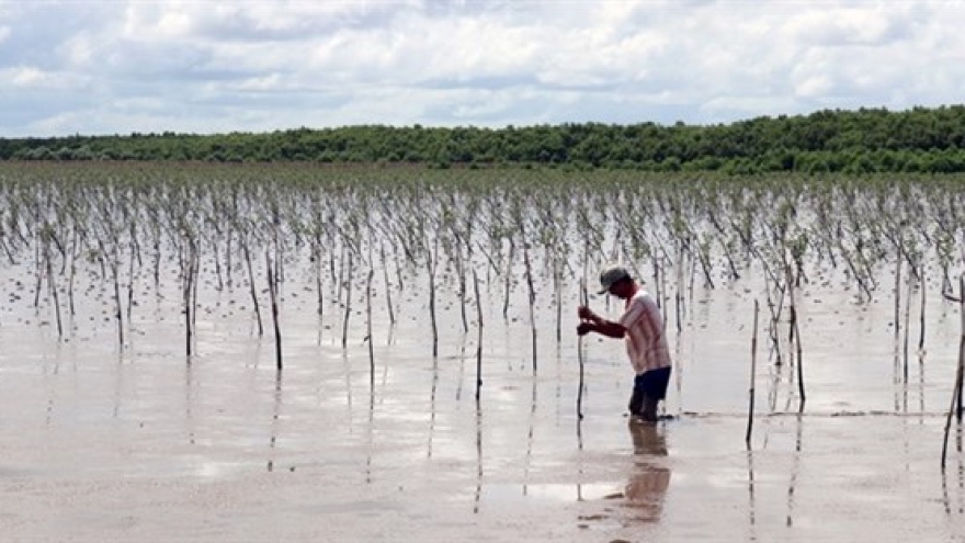 Farmers earn higher incomes from protecting mangrove forests