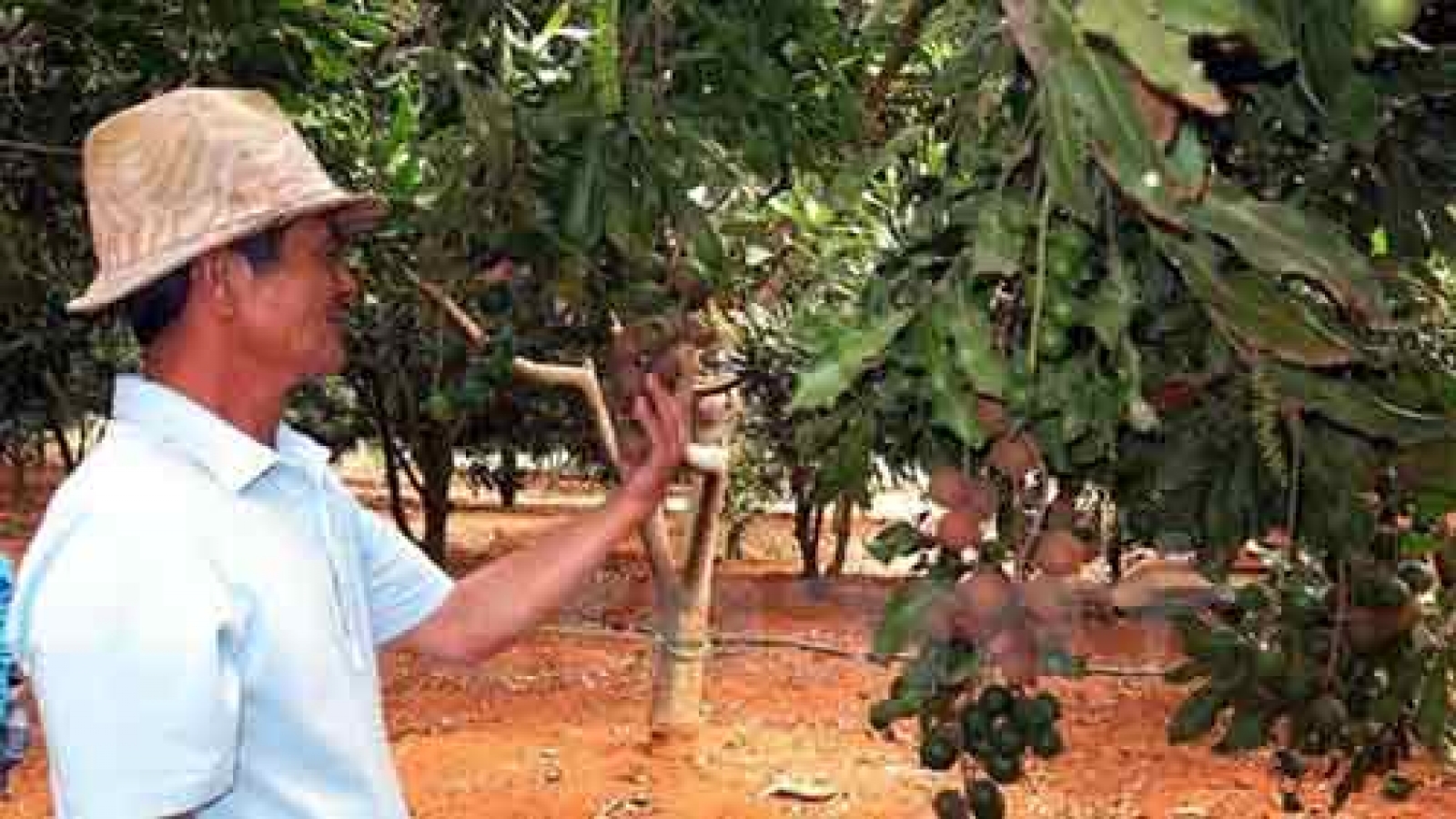 Vietnam Macadamia Association established