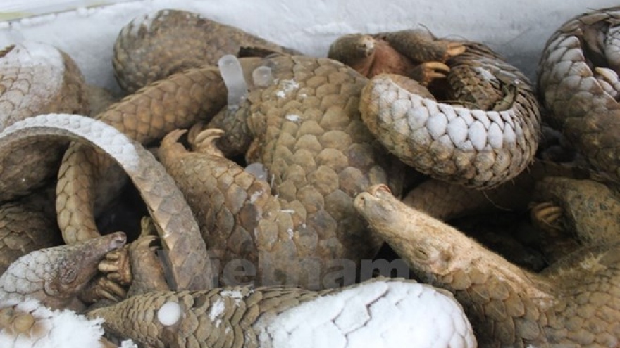 Students gain insight into pangolin conservation