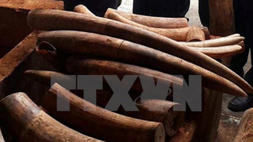 
        Criminal proceedings launched on elephant tusk smuggling case
                              