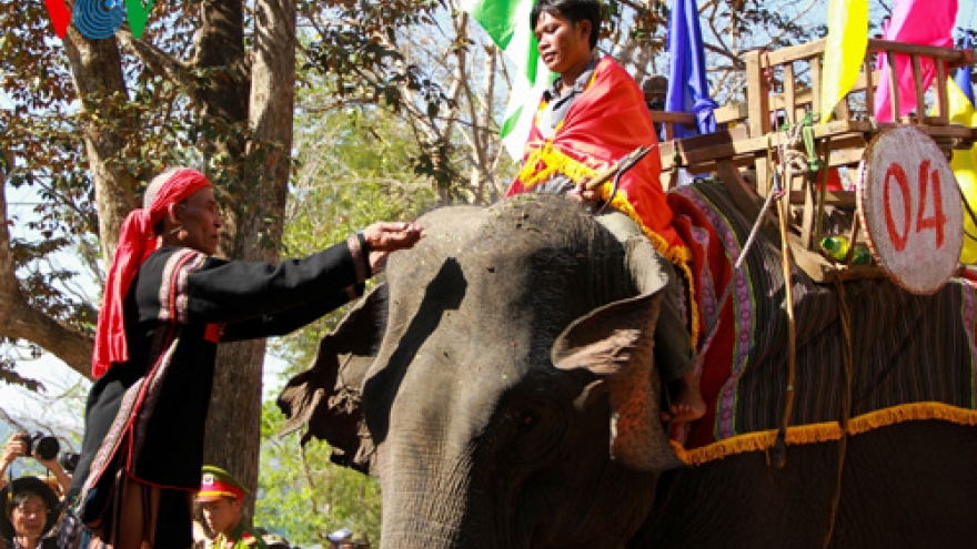 Elephant Racing Festival in Dak Lak