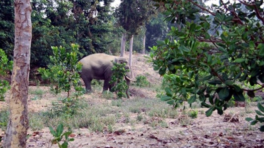 Hungry wild elephants trash crops, property