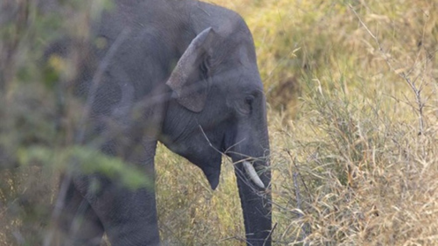 Project to protect Vietnam’s elephants kicks off