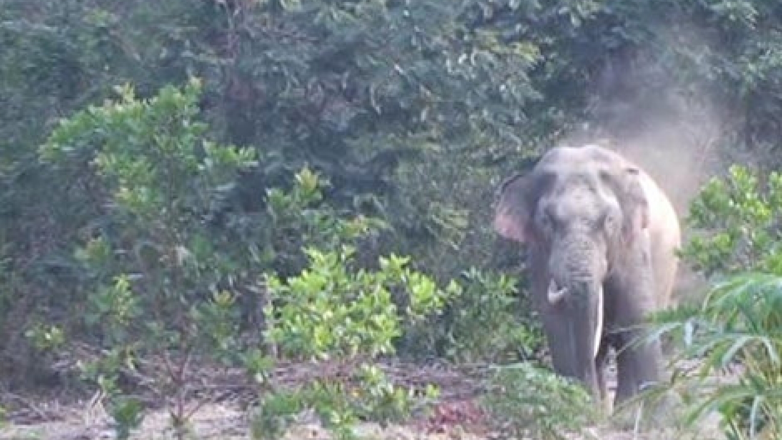 Rare ivory elephant protected and returned to forest