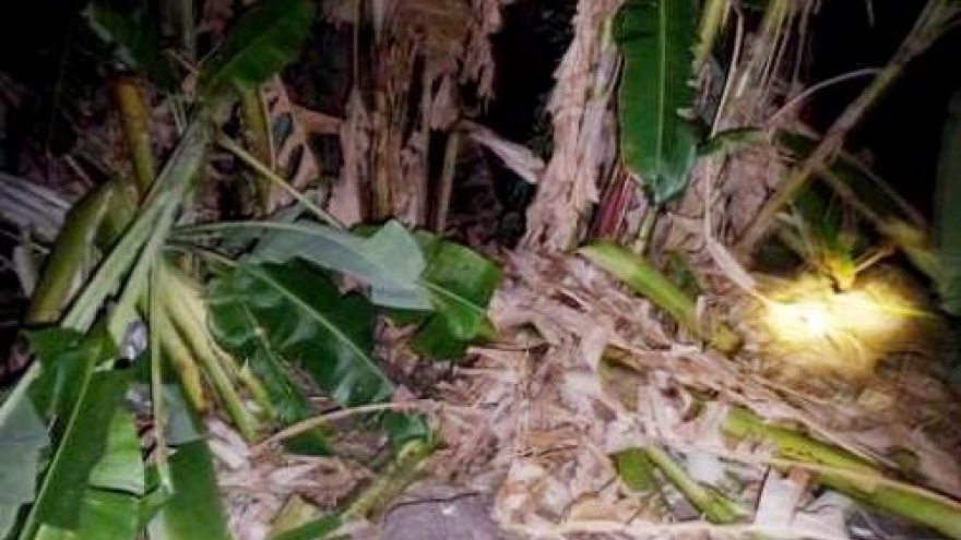 Wild elephants destroy crops in Dak Lak