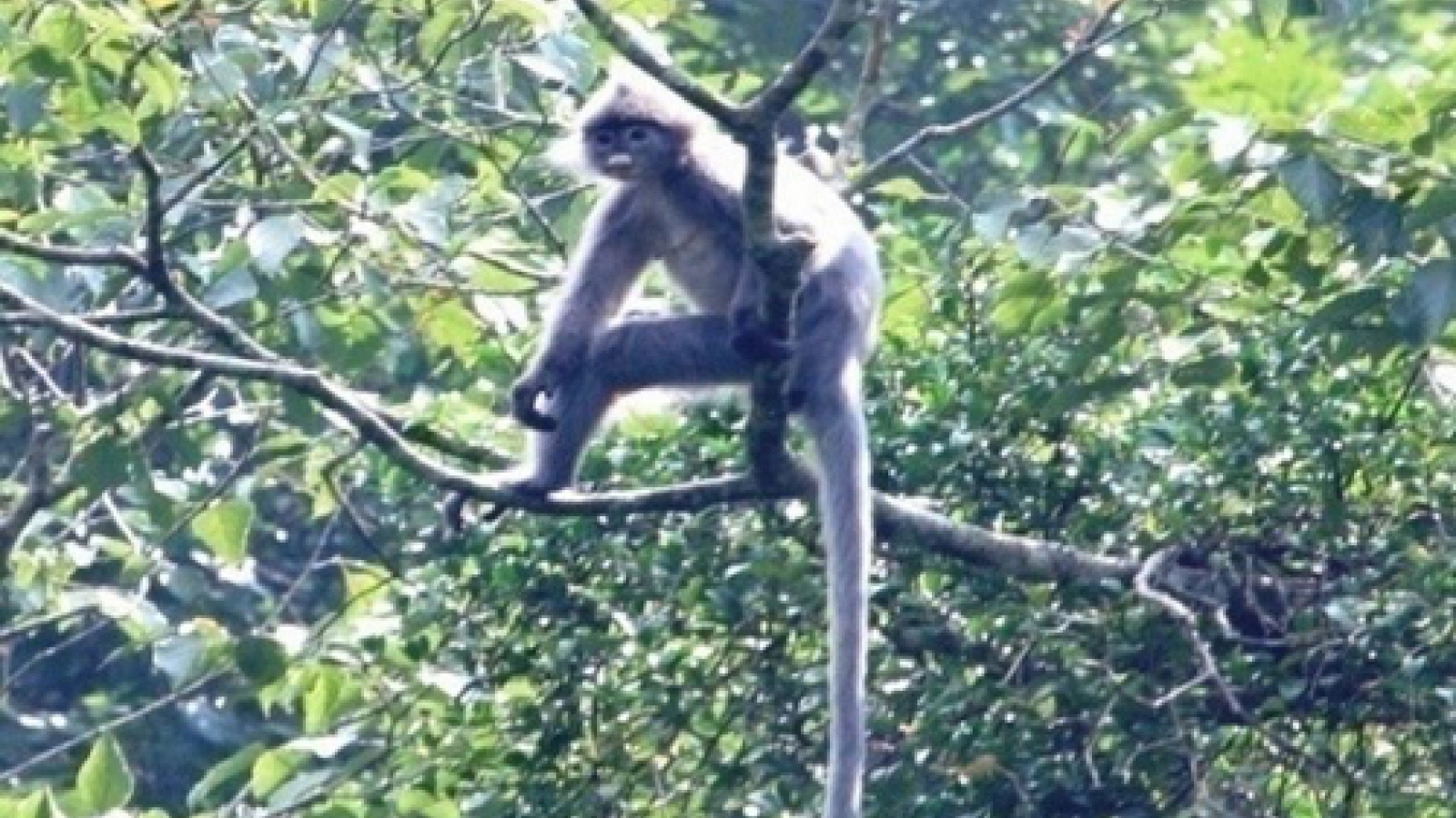 Rare animal released into wild in Ca Mau