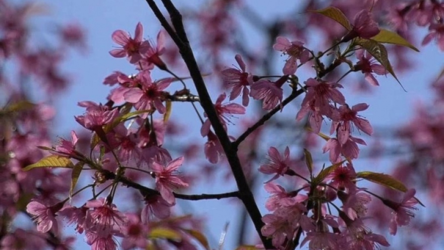 
        Breathtaking scenery of prunus cerasoides in Mu Cang Chai
                          
                      