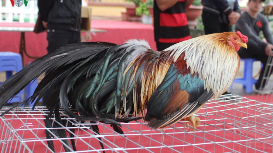 Keeping roosters as pets: Hot trend among Hanoians