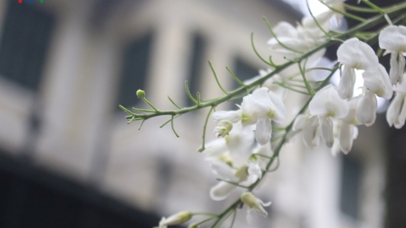Sua flowers brighten Hanoi’s streets 