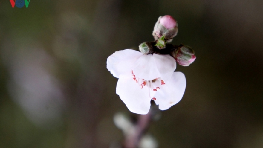 Wild peach blossoms flood the streets of Lai Chau